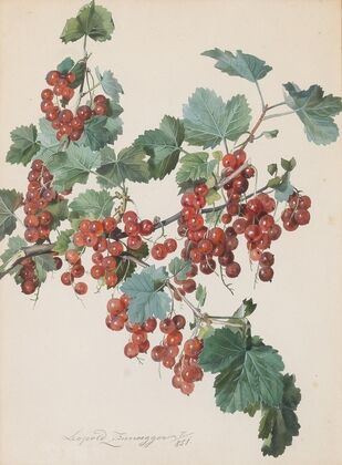 Rote Ribisel