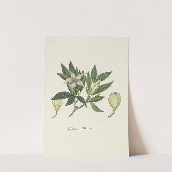 Rothmannia capensis Thunb, formerly gardenia capensis Druce (Wild Gardenia or common Rothmannia) by Robert Jacob Gordon