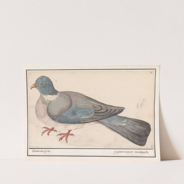 Rotsduif (Columba livia) (1596-1610) by Anselmus Boëtius de Boodt