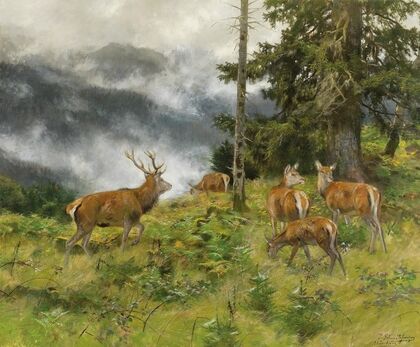 Rotwild im Morgennebel