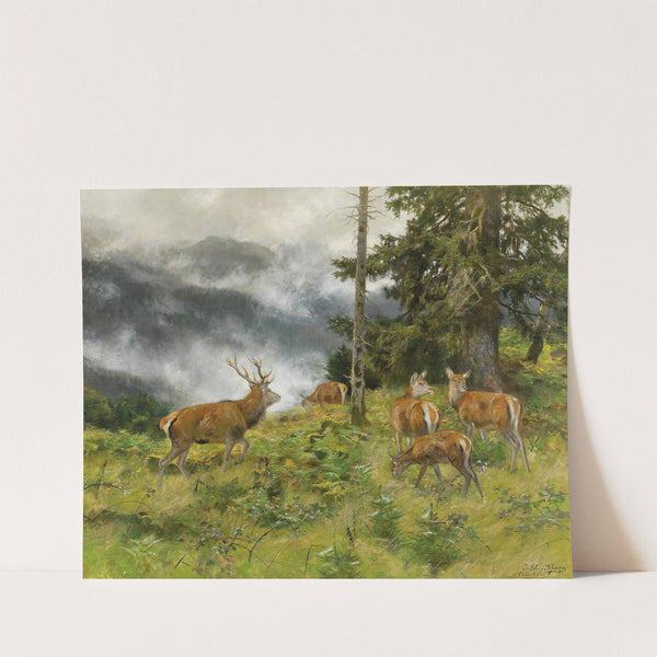 Rotwild im Morgennebel by Josef Schmitzberger