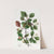 Rough-barked Thorn - Single-fruited variety by Sydenham Edwards