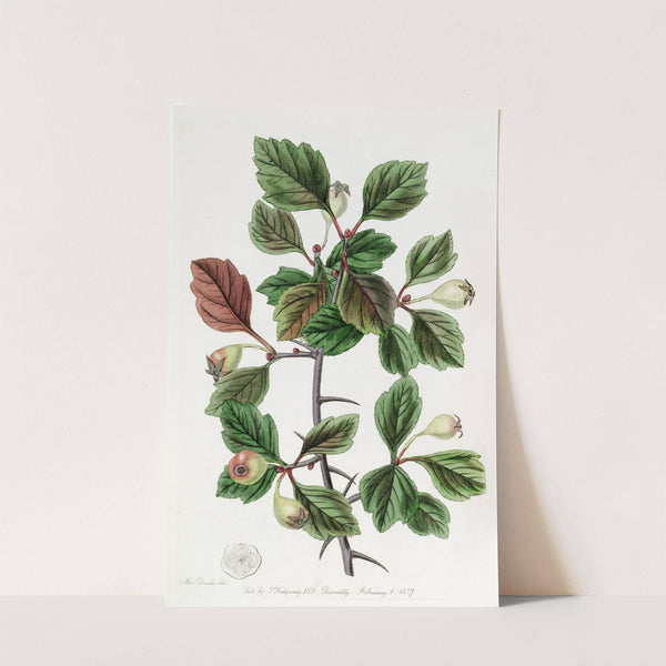 Rough-barked Thorn - Single-fruited variety by Sydenham Edwards