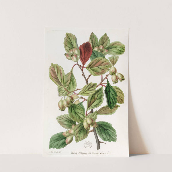 Rough-barked Thorn by Sydenham Edwards