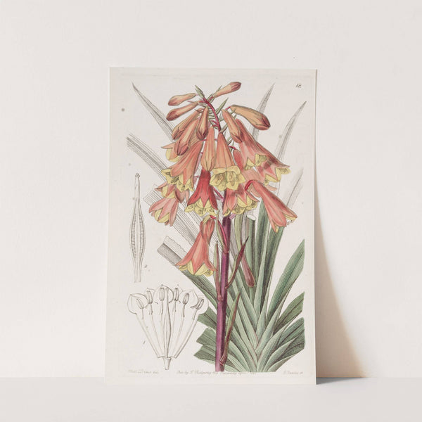Rough-edged Blandfordia by Sydenham Edwards