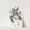 Rough-leaved Deutzia by Sydenham Edwards