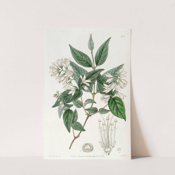 Rough-leaved Deutzia by Sydenham Edwards
