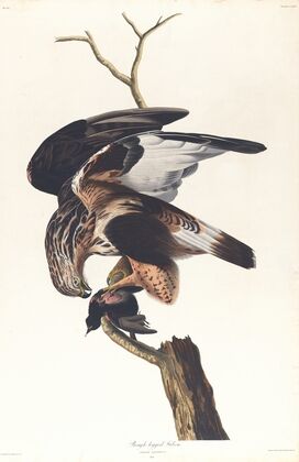 Rough-legged falcon