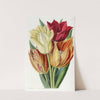Rough-stemmed Tulip by Sydenham Edwards