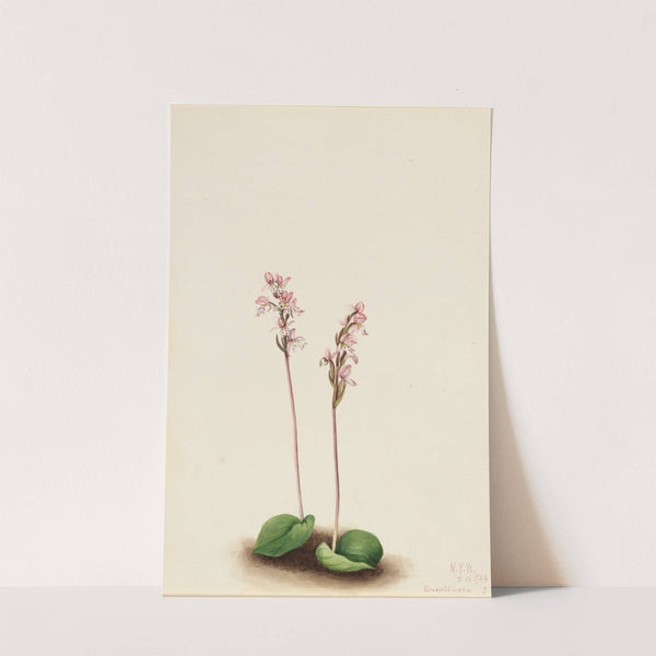 Roundleaf Orchis (Orchis rotundifolia) (1924) by Mary Vaux Walcott