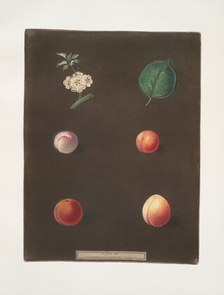 Royal Dauphin, Wine sour, Prune, Myrabolan and Carnation plums. (1812)