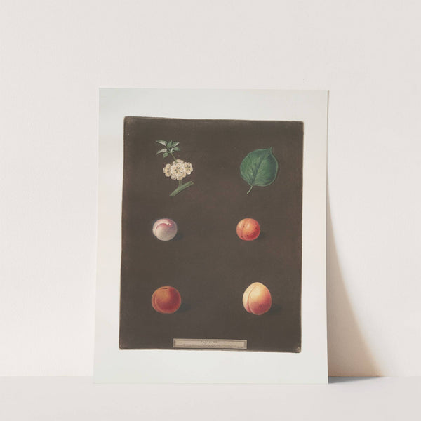 Royal Dauphin, Wine sour, Prune, Myrabolan and Carnation plums. (1812) by George Brookshaw