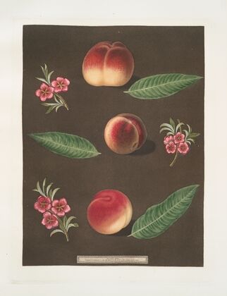 Royal George, Royal Charlotte, and the French Mignonne, or Minion Peaches. (1812)