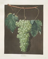 Royal muscadine (grapes). (1812)