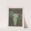 Royal muscadine (grapes). (1812) by George Brookshaw