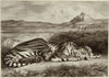 Royal Tiger (1829)