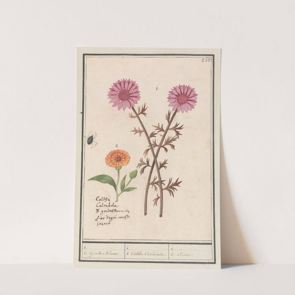 Roze bloem (onbekend) en goudsbloem (Calendula officinalis) (1596-1610) by Anselmus Boëtius de Boodt