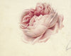 Roze roos