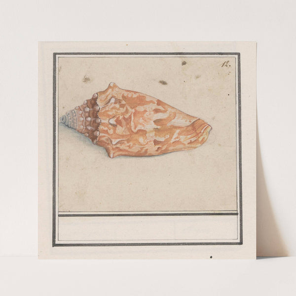 Roze vleugelhoorn (Strombus gigas) (1596-1610) by Anselmus Boëtius de Boodt