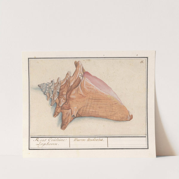 Roze vleugelhoorn (Strombus gigas) Roos Couleure Laphoorn. Murex Aculeatus. (1596-1610) by Anselmus Boëtius de Boodt