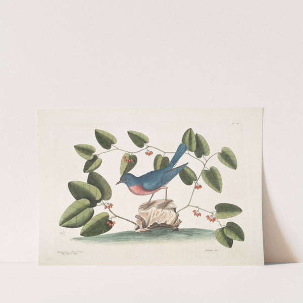 Rubecula Americana, The Blue Bird; Smilax non spinola, bumilis Aristolochiæ, baccis rubris. by Mark Catesby