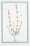 Rubeola angustiore folio – Petite Garance
