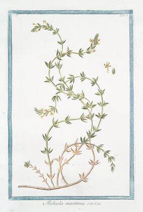 Rubeola maritima