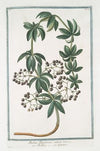 Rubia Tincotorum sativa – Robbia – Garance. (Tincture of the root or Dyer’s Madder)