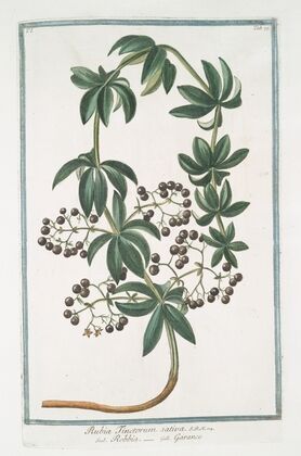 Rubia Tincotorum sativa – Robbia – Garance. (Tincture of the root or Dyer’s Madder)