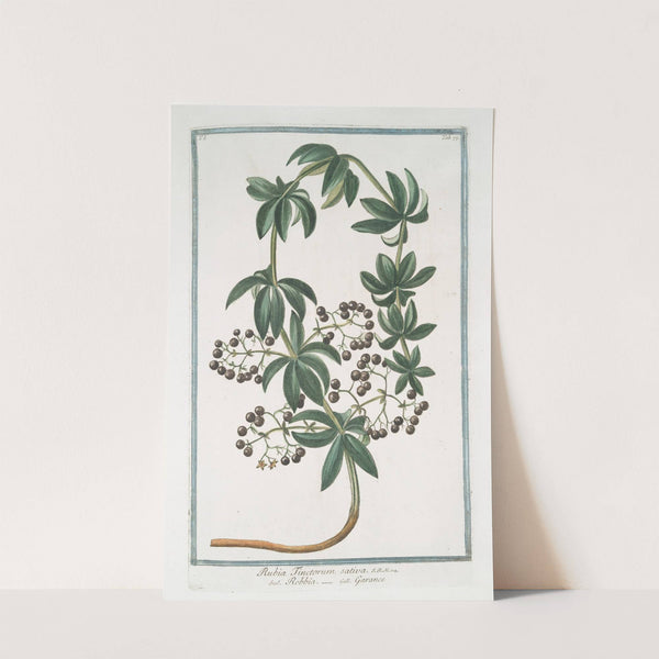 Rubia Tincotorum sativa - Robbia - Garance. (Tincture of the root or Dyer's Madder) by Giorgio Bonelli