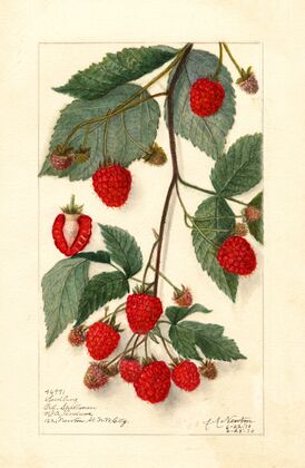 Rubus