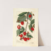 Rubus by Amanda Almira Newton