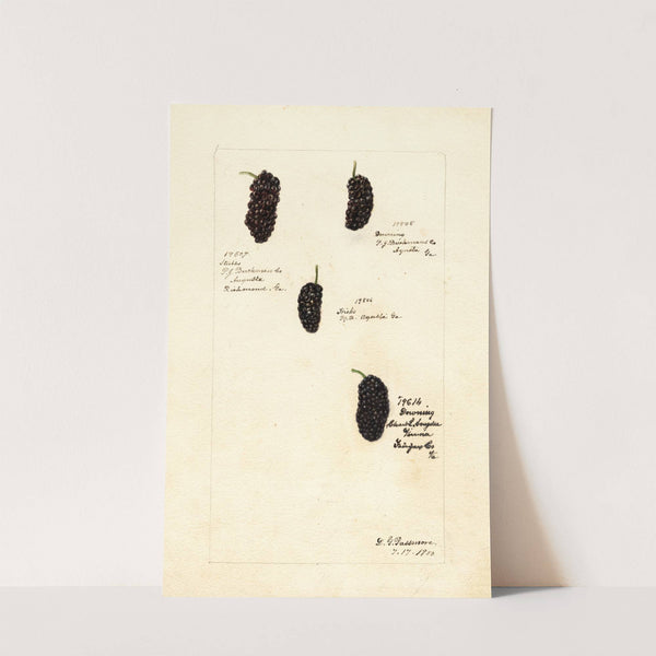 Rubus by Deborah Griscom Passmore