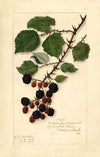 Rubus