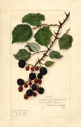 Rubus