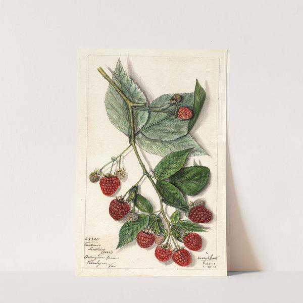 Rubus: Andrews by Mary Daisy Arnold