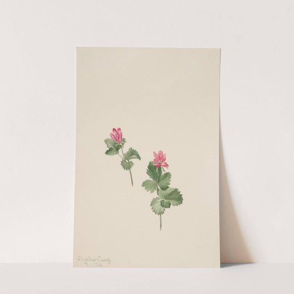 Rubus articus (1881) by Mary Vaux Walcott