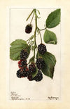 Rubus: Blowers