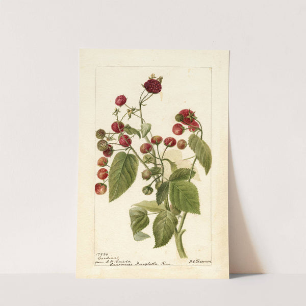 Rubus: Cardinal by Deborah Griscom Passmore