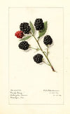 Rubus: Early King