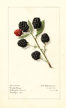 Rubus: Early King