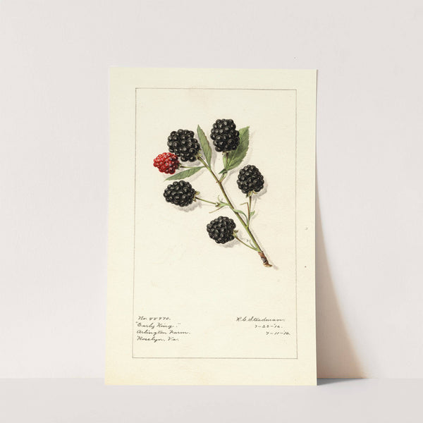 Rubus: Early King by Royal Charles Steadman