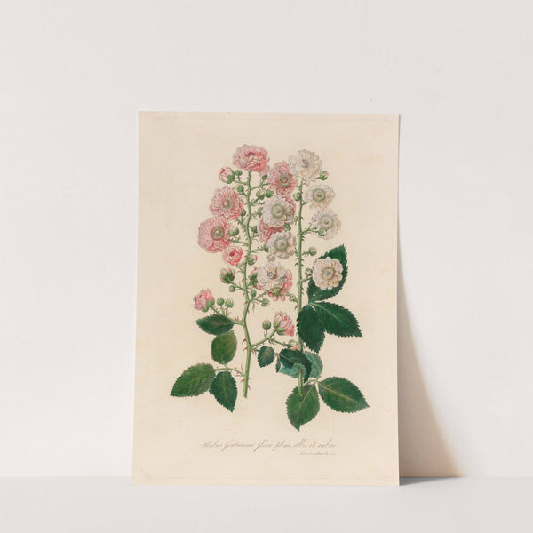 Rubus fruticosus flore pleno, albo et rubro (1818-1824) by Gaetano Savi