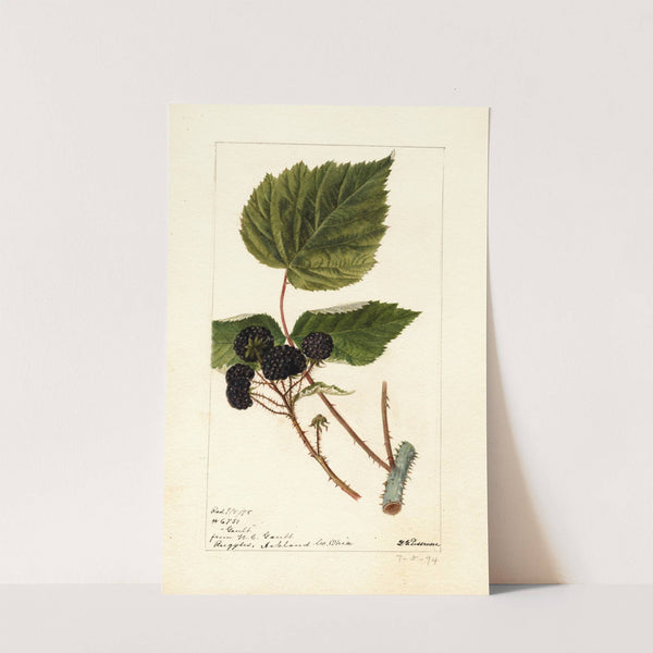 Rubus: Gault by Deborah Griscom Passmore