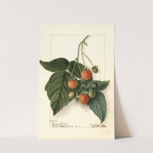 Rubus: Golden Queen by Ellen Isham Schutt