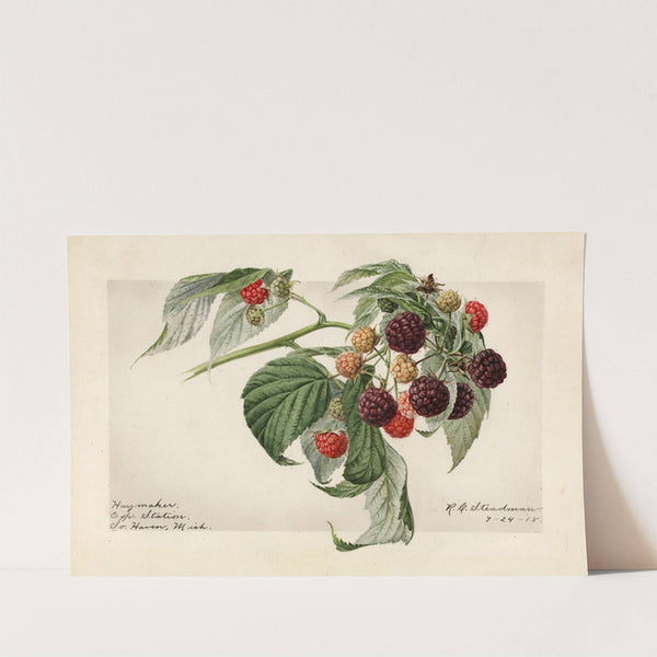 Rubus: Haymaker by Royal Charles Steadman