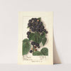 Rubus: Hoosier Black Cap by Ellen Isham Schutt