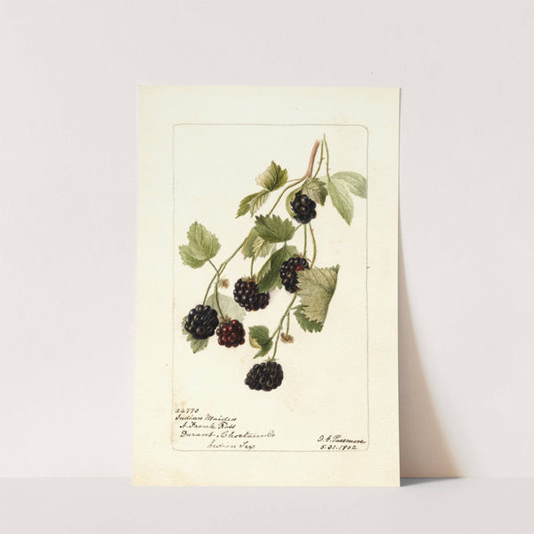 Rubus: Indian Maiden by Deborah Griscom Passmore