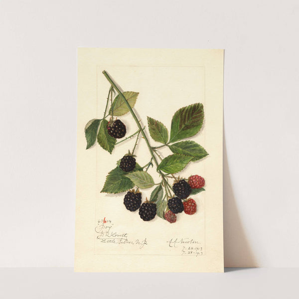 Rubus: Joy by Amanda Almira Newton