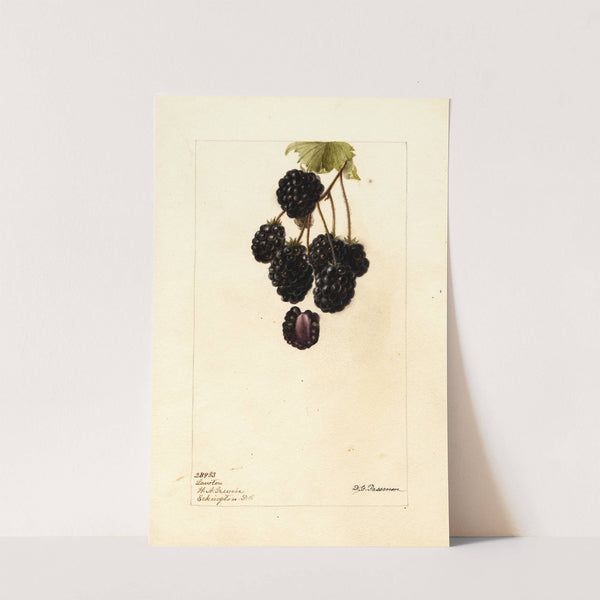 Rubus: Lawton by Deborah Griscom Passmore